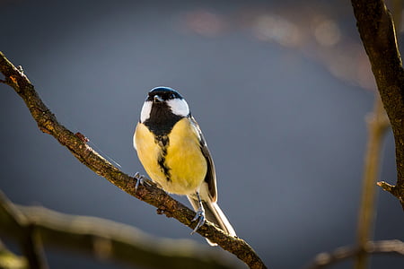 yellow and black bird perched on tree thumbnail