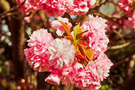 pink flowers thumbnail