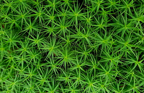 green linear leaf plants thumbnail