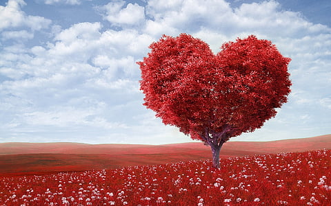 heart-shaped tree on red field under blue sky thumbnail
