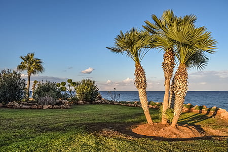sago palm trees near body of water thumbnail