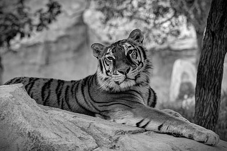 gray scale photo of tiger thumbnail