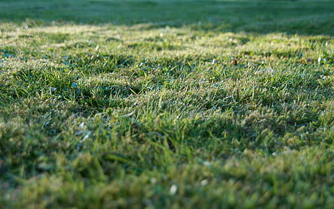 green grass during daytime thumbnail