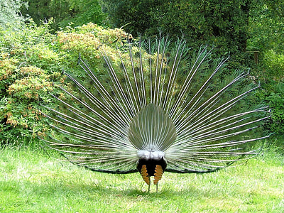standing Peacock thumbnail
