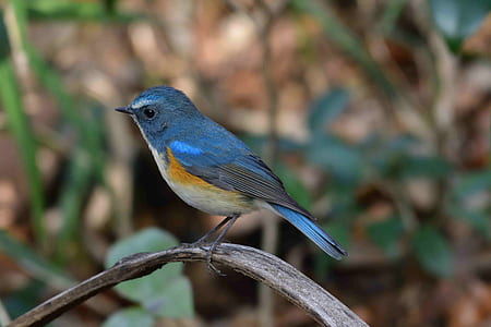 blue bird perching on branch thumbnail