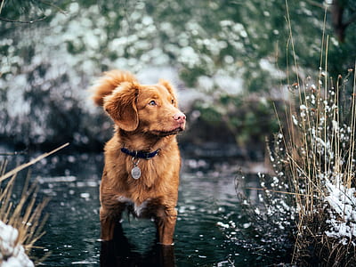 selective focus photography of brown dog thumbnail