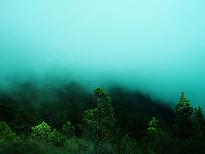 photo of green leaf trees during foggy daytime thumbnail