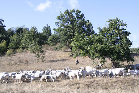 Bogács, Hungarian Grey Cattle thumbnail