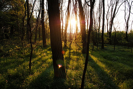 trees under gray sky thumbnail