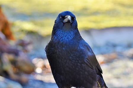 close-up of short-beak blue and black bird thumbnail