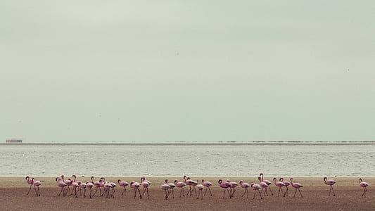 flock of flamingo thumbnail