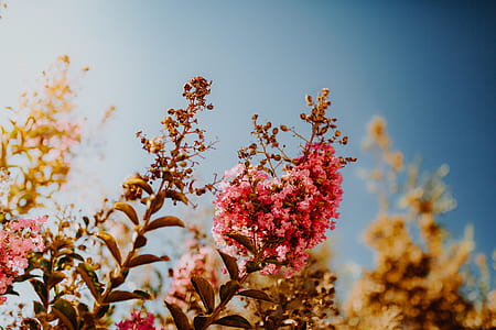pink flower plant thumbnail