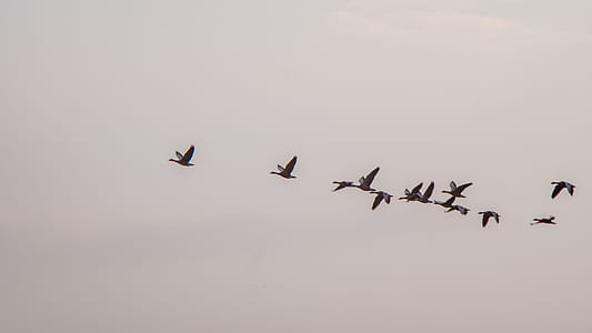 flock of bird fly on mid air thumbnail