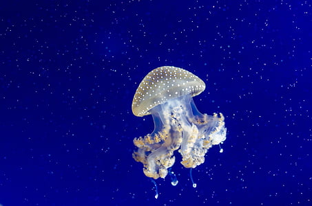 gray jellyfish beneath the water thumbnail