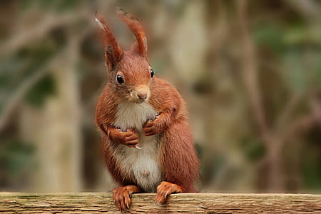 brown squirrel thumbnail