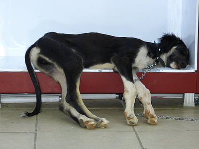 short-coated black and tan dog lying on bench thumbnail