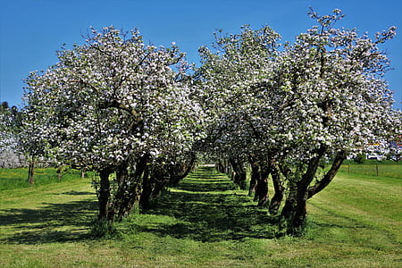 green-and-brown trees lined up on green grass field during daytime thumbnail