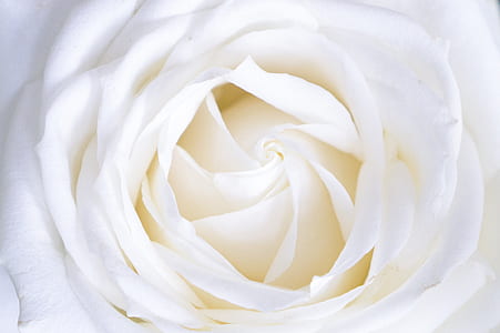 macro photography of white rose flower thumbnail