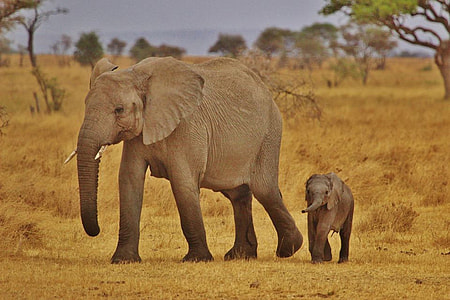 gray elephant and its baby thumbnail