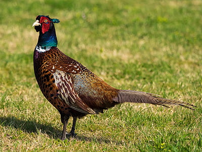 black and brown bird selective focus photography thumbnail