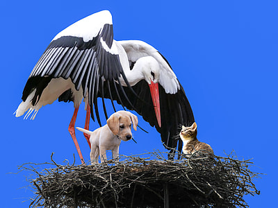 yellow Labrador retriever puppy and white and black bird thumbnail