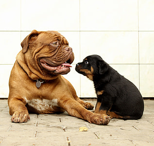 adult French bulldog and black and mahogany Rottweiler puppy near white wall during daytime thumbnail
