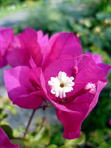 Bougainvillea, Four O'Clock Plant thumbnail