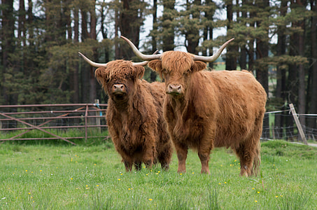 Highlandrind, Highlands And Islands thumbnail