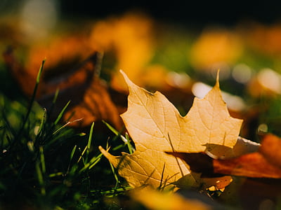 selective focus photography of maple leaf thumbnail