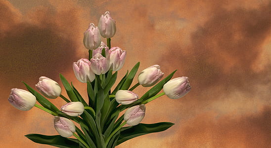 white-and-pink tulips bouquet in bloom thumbnail