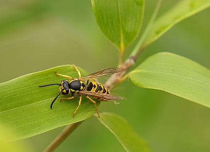 yellow jacket wasp on green leaf selective focus photography thumbnail