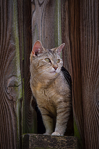 gray cat standing on hole thumbnail