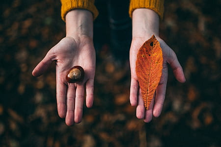 person holding brown leaf thumbnail