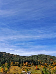 landscape photo of trees thumbnail