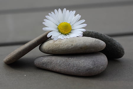 white daisy flower on gray stones thumbnail