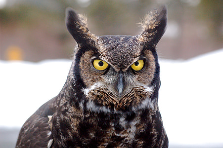 brown and black owl thumbnail
