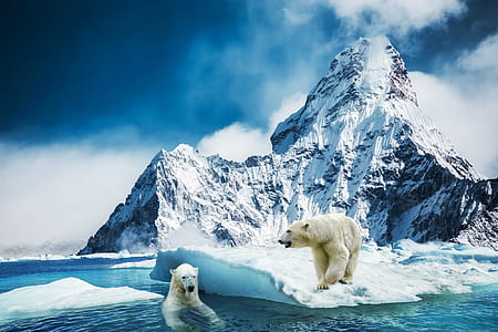 two white polar bears near the ice mountain thumbnail