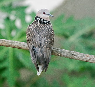 Bird Perched thumbnail