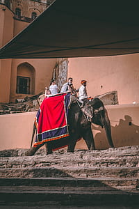 three person riding elephant near house thumbnail