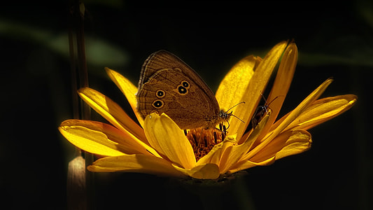 meadow brown butterfly perching on yellow flower on black background thumbnail