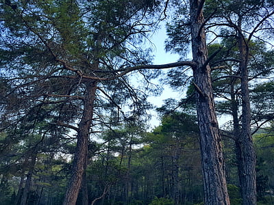 Green Trees at Daytime thumbnail