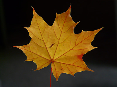 brown leaf against black background thumbnail