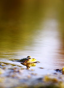 selective focus photography of green frog in water thumbnail
