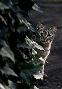 selective focus photography of brown tabby cat thumbnail