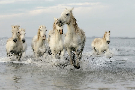 seven white horse running across the water thumbnail