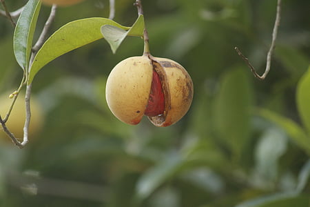 selective focus photography of yellow fruit thumbnail