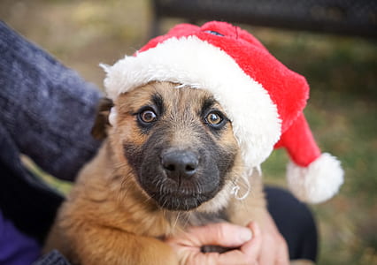 brown dog with red Santa hat thumbnail