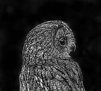 gray and black owl thumbnail