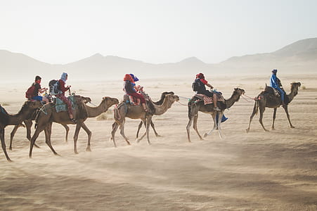 group of people riding on camels thumbnail