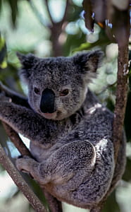koala on eucalyptus tree thumbnail